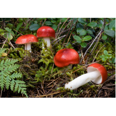 Мицелий Сыроежки болотной / Поплавуха (Russula paludosa)